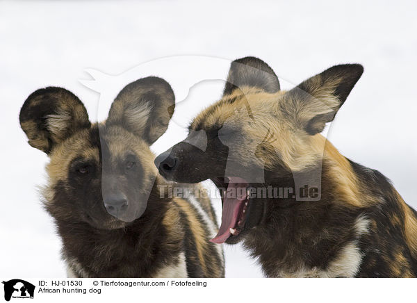 Afrikanischer Wildhund / African hunting dog / HJ-01530