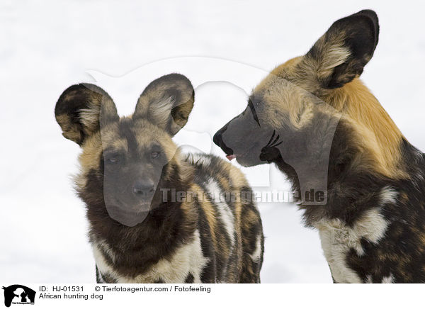 African hunting dog / HJ-01531