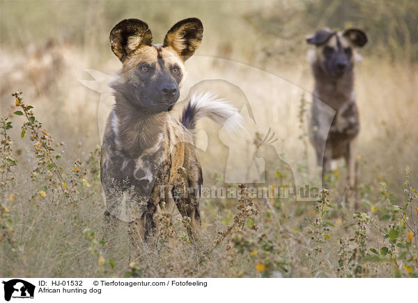 Afrikanischer Wildhund / African hunting dog / HJ-01532