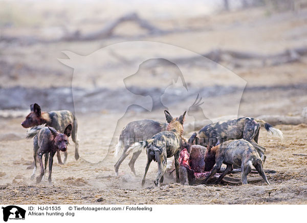 Afrikanischer Wildhund / African hunting dog / HJ-01535