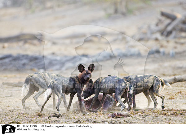 Afrikanischer Wildhund / African hunting dog / HJ-01536