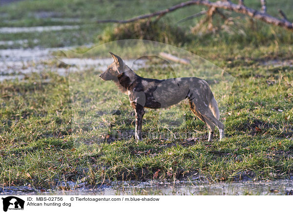 Wildhund / African hunting dog / MBS-02756