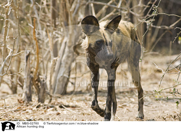 Wildhund / African hunting dog / MBS-02760