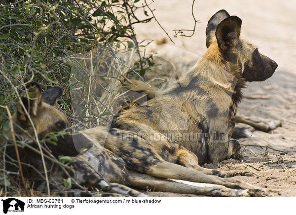 Wildhunde / African hunting dogs / MBS-02761