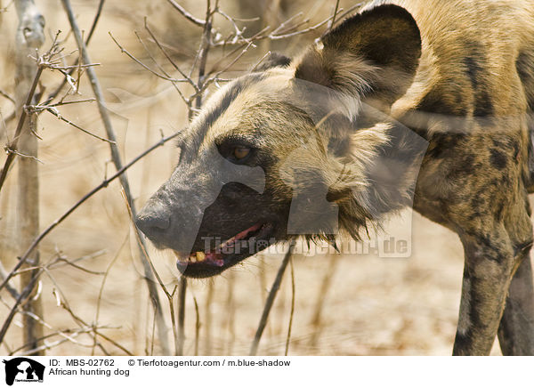 Wildhund / African hunting dog / MBS-02762