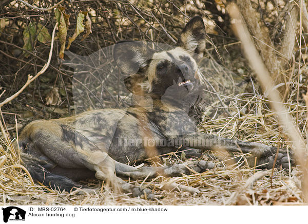 Wildhund / African hunting dog / MBS-02764