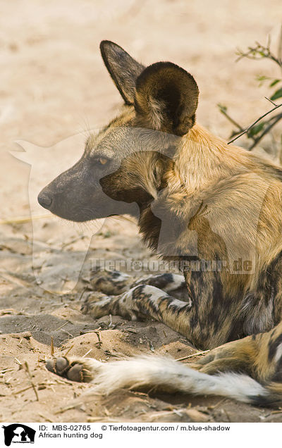 Wildhund / African hunting dog / MBS-02765