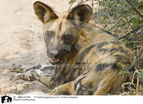 Wildhund / African hunting dog / MBS-02766
