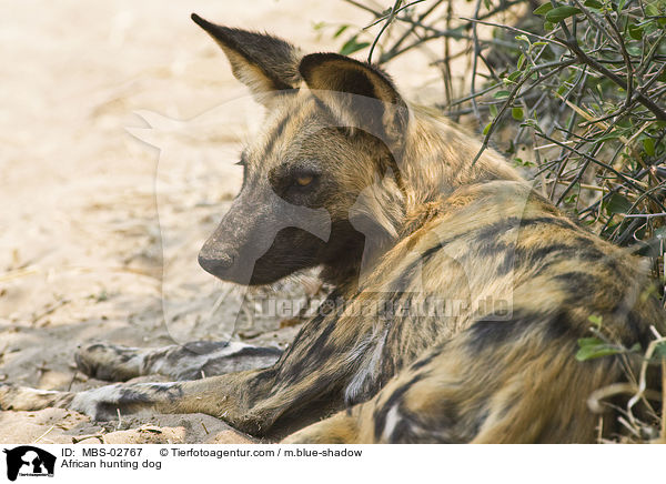 Wildhund / African hunting dog / MBS-02767