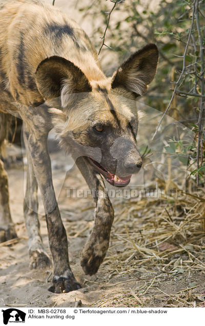 Wildhund / African hunting dog / MBS-02768