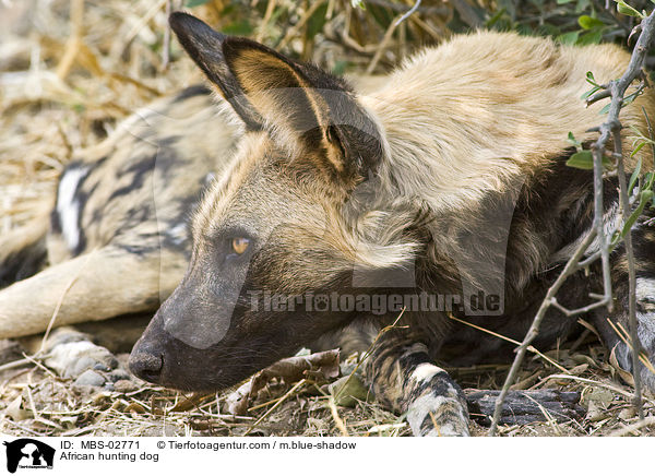 Wildhund / African hunting dog / MBS-02771