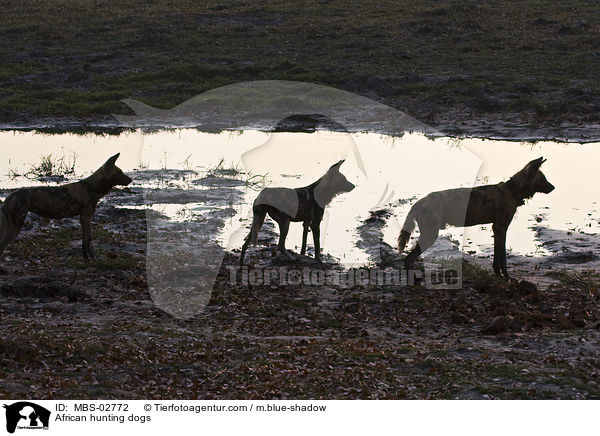 Wildhunde / African hunting dogs / MBS-02772