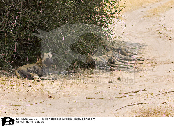Wildhunde / African hunting dogs / MBS-02773
