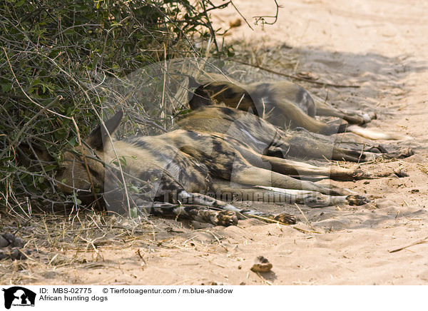 Wildhunde / African hunting dogs / MBS-02775