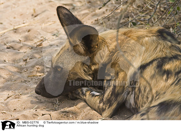 Wildhund / African hunting dog / MBS-02776