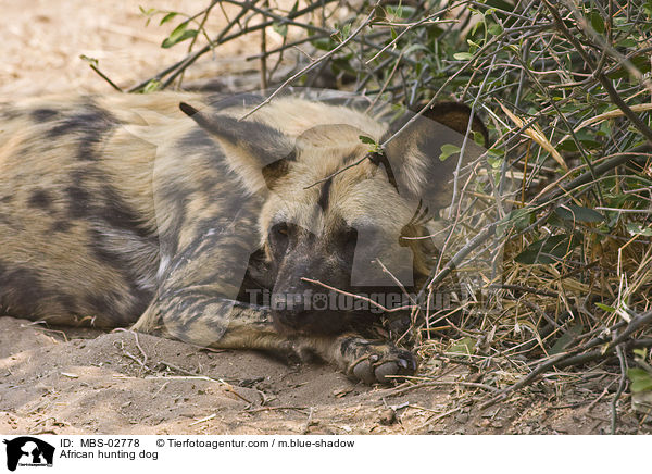 Wildhund / African hunting dog / MBS-02778