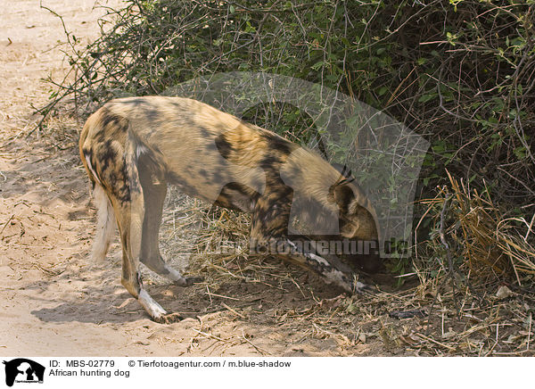 Wildhund / African hunting dog / MBS-02779