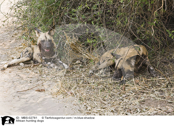 Wildhunde / African hunting dogs / MBS-02781