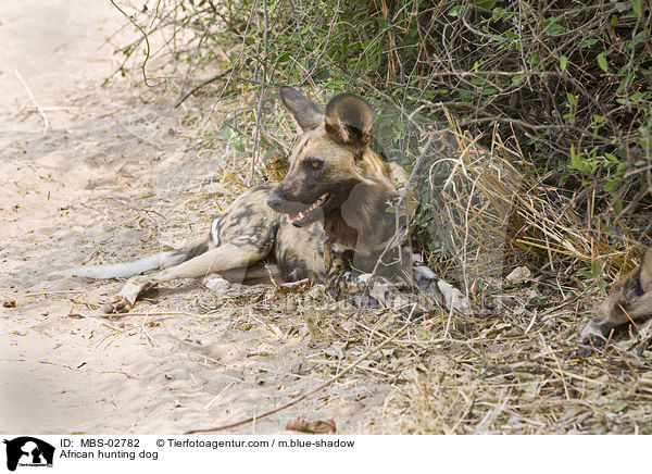 Wildhund / African hunting dog / MBS-02782