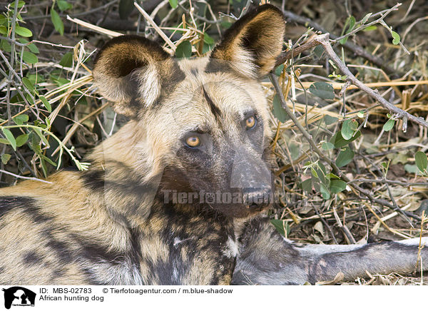 Wildhund / African hunting dog / MBS-02783