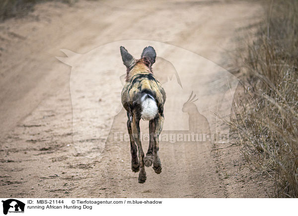 running African Hunting Dog / MBS-21144