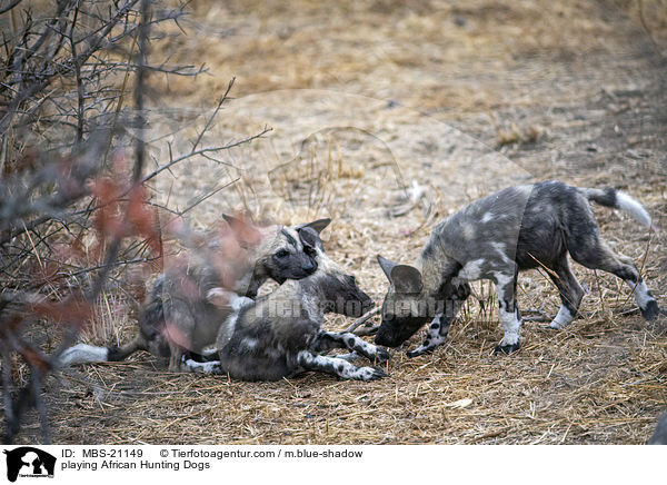 spielende Afrikanische Wildhunde / playing African Hunting Dogs / MBS-21149