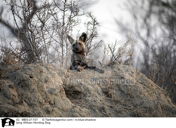 liegender Afrikanischer Wildhund / lying African Hunting Dog / MBS-21157