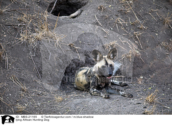 liegender Afrikanischer Wildhund / lying African Hunting Dog / MBS-21165