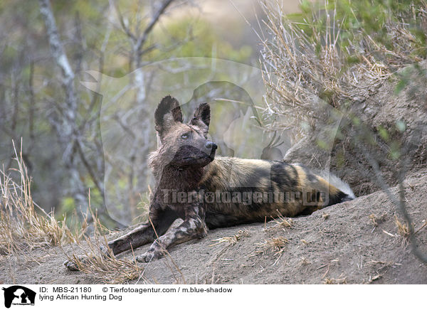 liegender Afrikanischer Wildhund / lying African Hunting Dog / MBS-21180