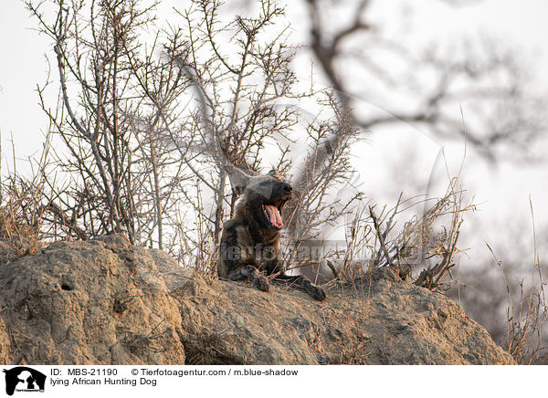 liegender Afrikanischer Wildhund / lying African Hunting Dog / MBS-21190