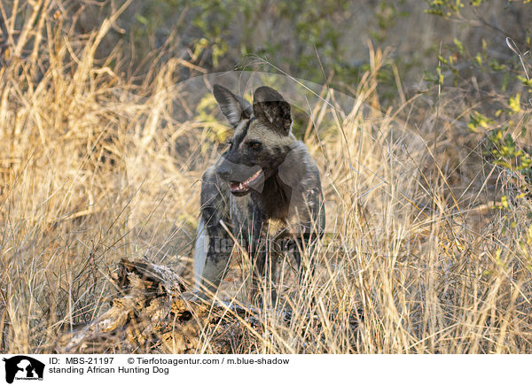 stehender Afrikanischer Wildhund / standing African Hunting Dog / MBS-21197
