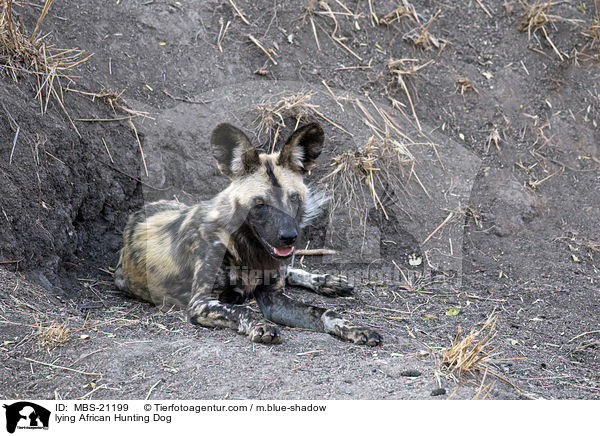 lying African Hunting Dog / MBS-21199