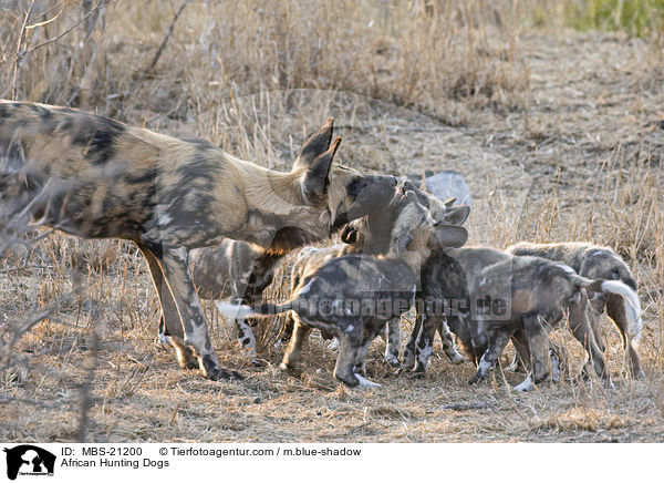 Afrikanische Wildhunde / African Hunting Dogs / MBS-21200