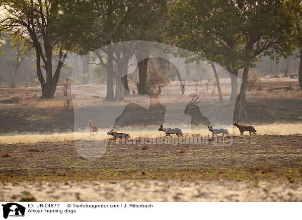 African hunting dogs / JR-04877