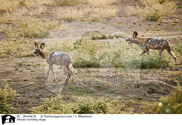 Afrikanische Wildhunde / African hunting dogs / JR-04878