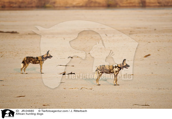 Afrikanische Wildhunde / African hunting dogs / JR-04880