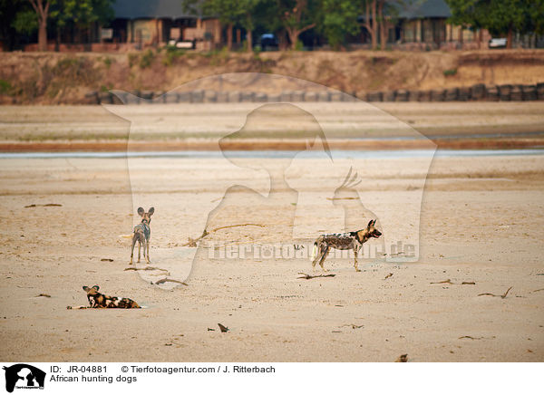 Afrikanische Wildhunde / African hunting dogs / JR-04881