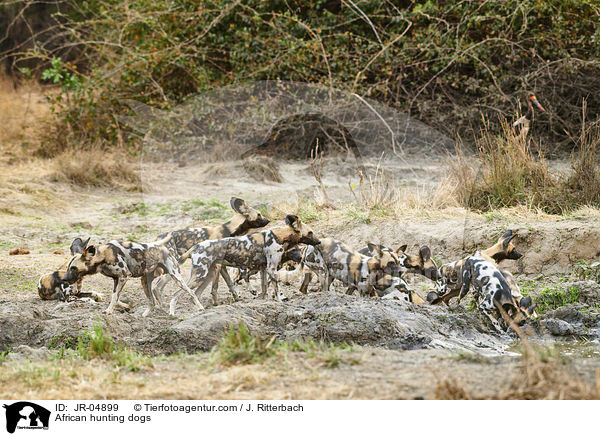 Afrikanische Wildhunde / African hunting dogs / JR-04899