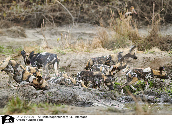 Afrikanische Wildhunde / African hunting dogs / JR-04900