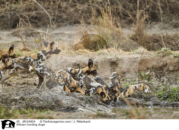 Afrikanische Wildhunde / African hunting dogs / JR-04904