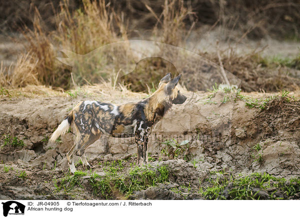 Afrikanischer Wildhund / African hunting dog / JR-04905