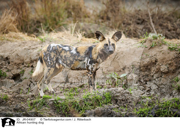 Afrikanischer Wildhund / African hunting dog / JR-04907
