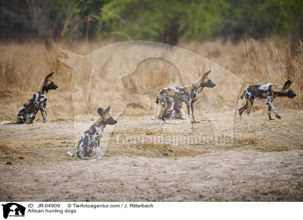 African hunting dogs / JR-04909