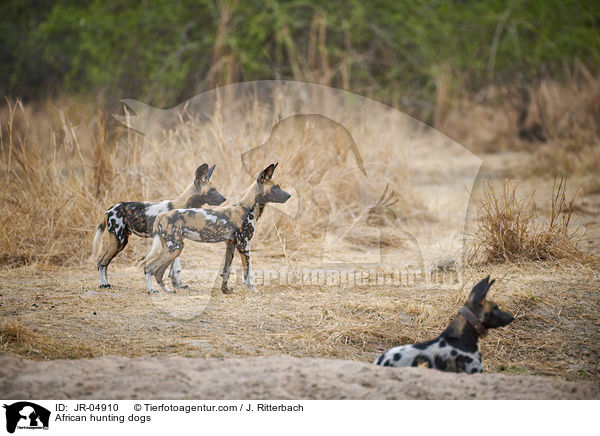 Afrikanische Wildhunde / African hunting dogs / JR-04910