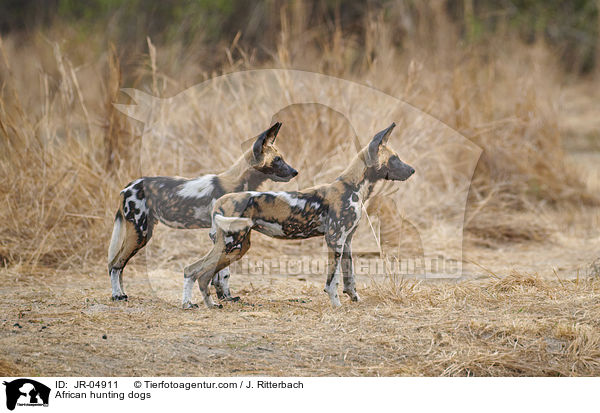 African hunting dogs / JR-04911