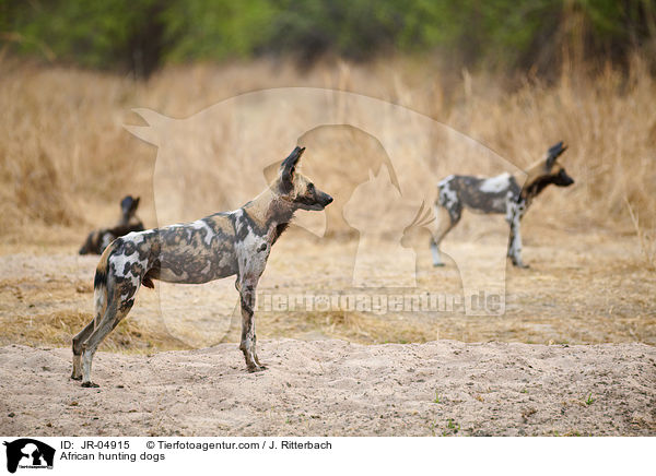 Afrikanische Wildhunde / African hunting dogs / JR-04915