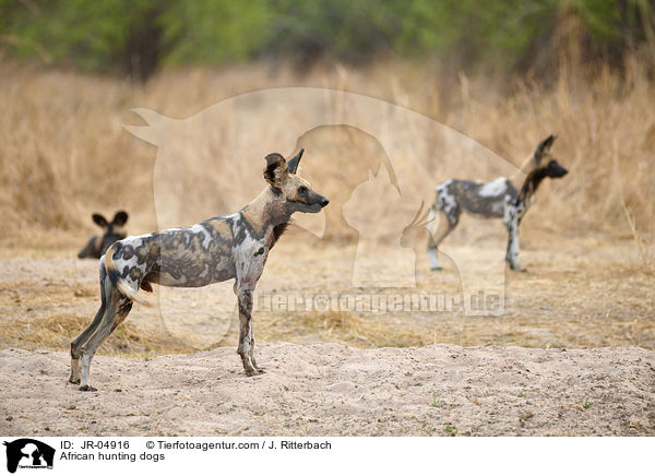 Afrikanische Wildhunde / African hunting dogs / JR-04916