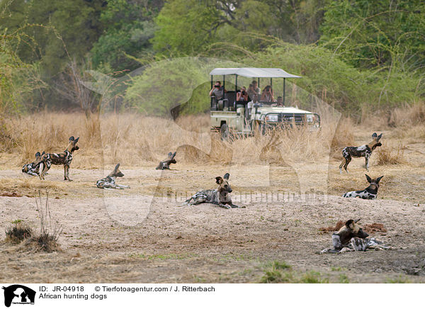 African hunting dogs / JR-04918