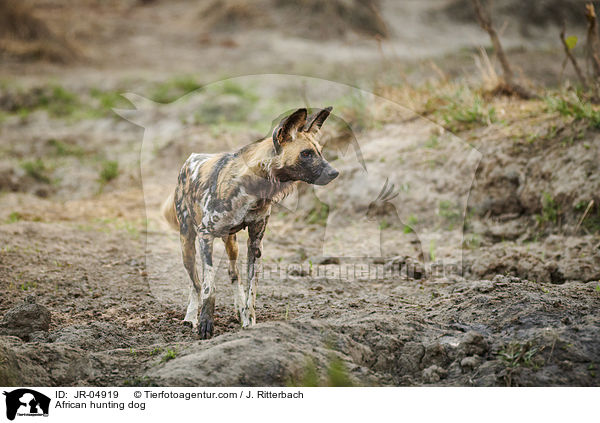 African hunting dog / JR-04919