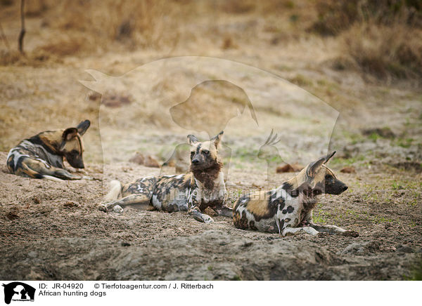 African hunting dogs / JR-04920